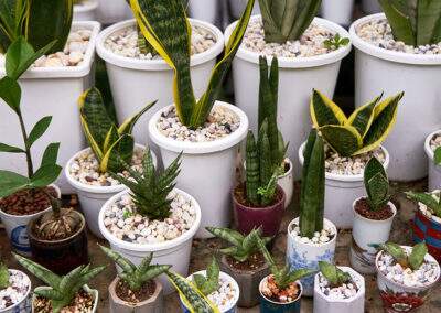 Plantas Indoor: Suculentas