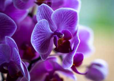Decoração de ambientes com Orquídeas