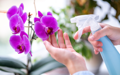 Orquídeas: como usar na decoração?